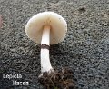 Lepiota lilacea-amf1209